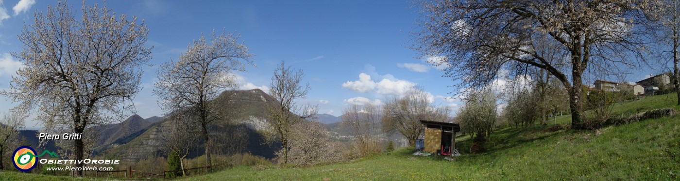 72 Ciliegi in fiore sui prati aperti  di Cassarielli.jpg